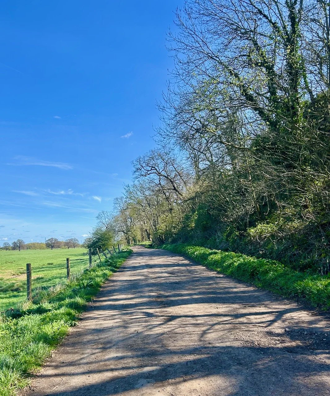 A view along the lane with fields on the left and a wooded area on the right