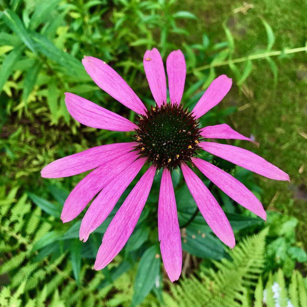 A vibrant pink cone flower against greenery