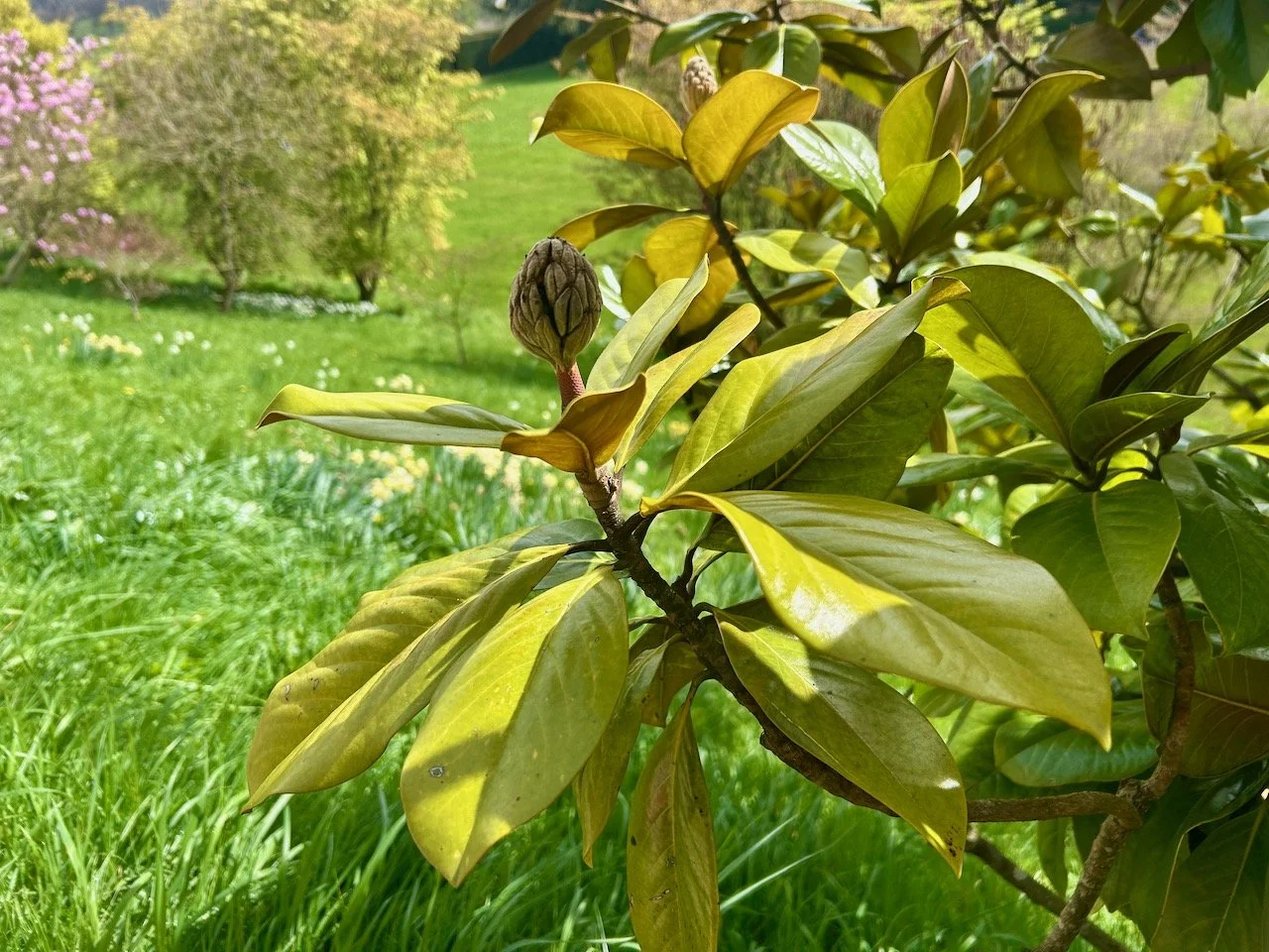 the glossy almost yellow magnolia leaves