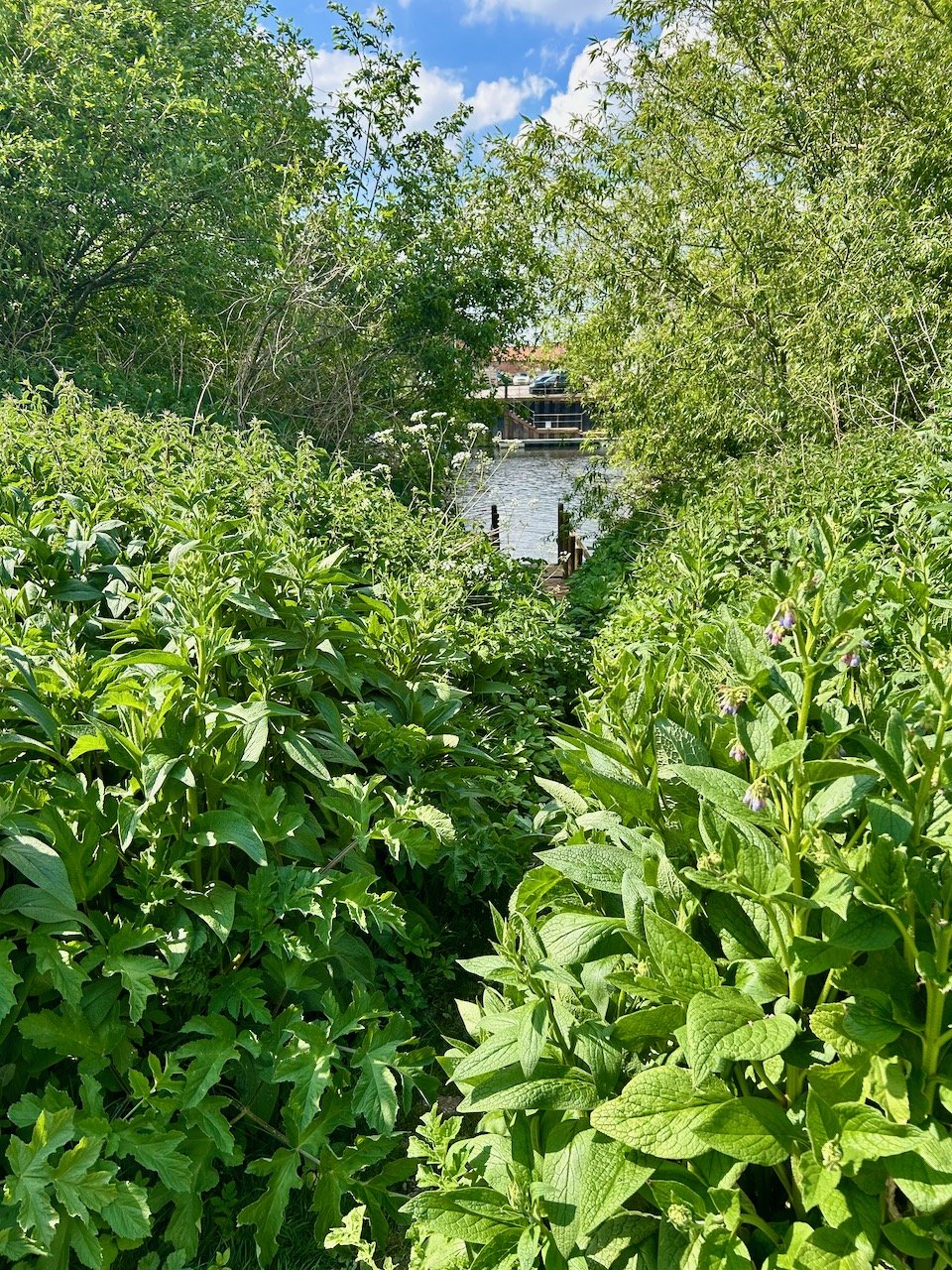 The jetty, posts and vegetation