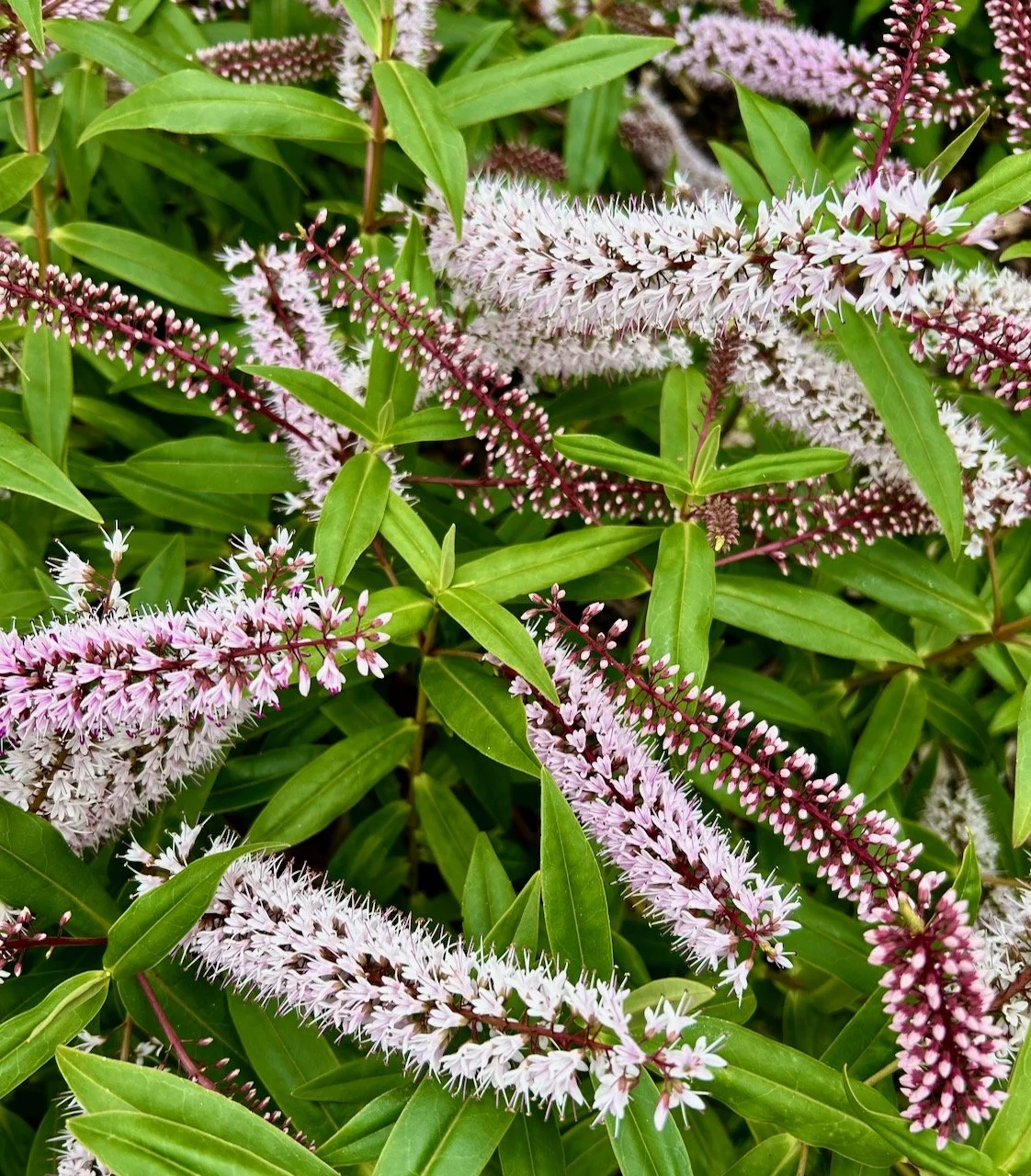 The flowers on the hebe bush filling the frame