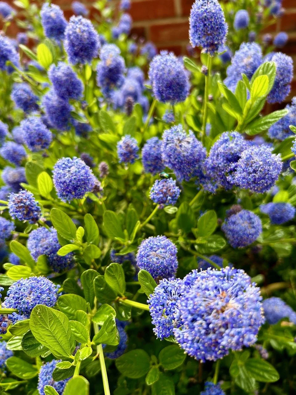 The ceanothus bush in full flower!