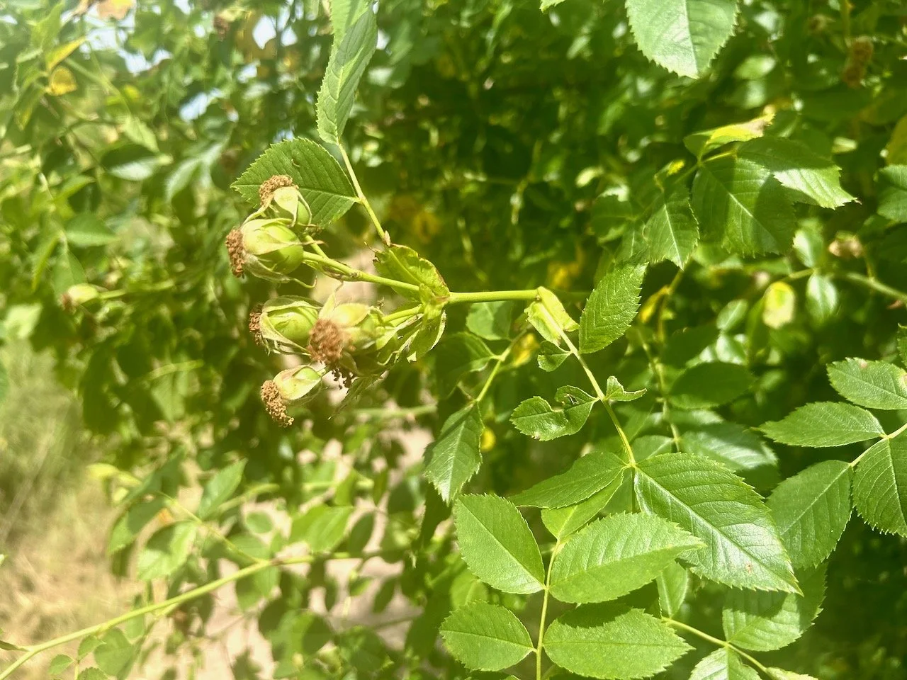 ROSE HIPS TO COME