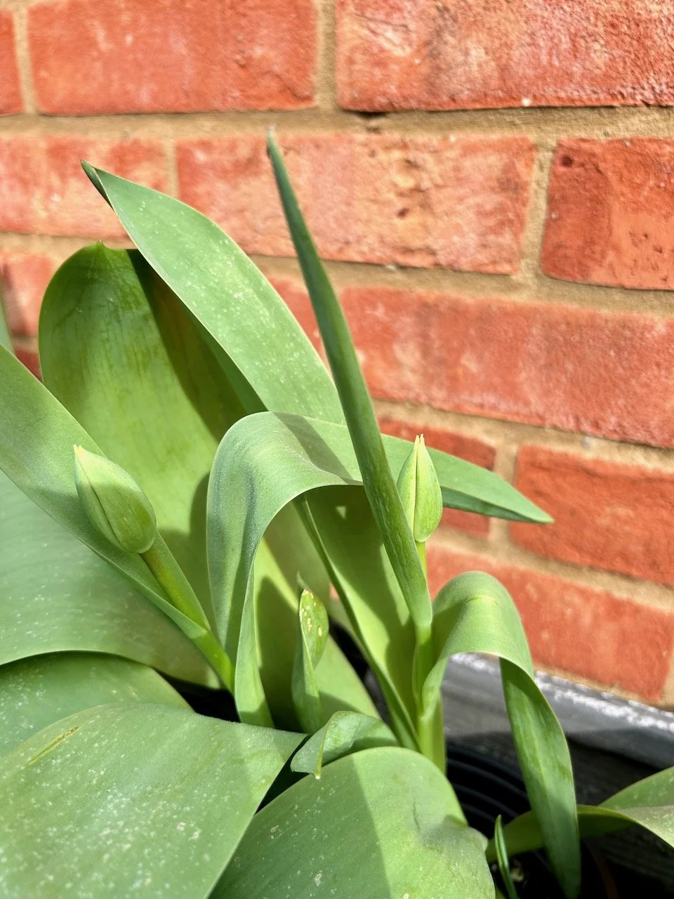 Two tulip buds (still green) amongst the leaves