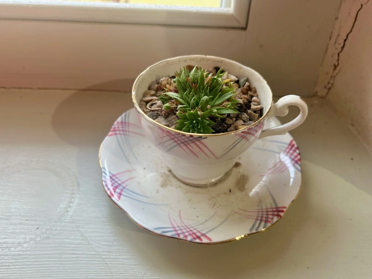 A succulent in a tea cup