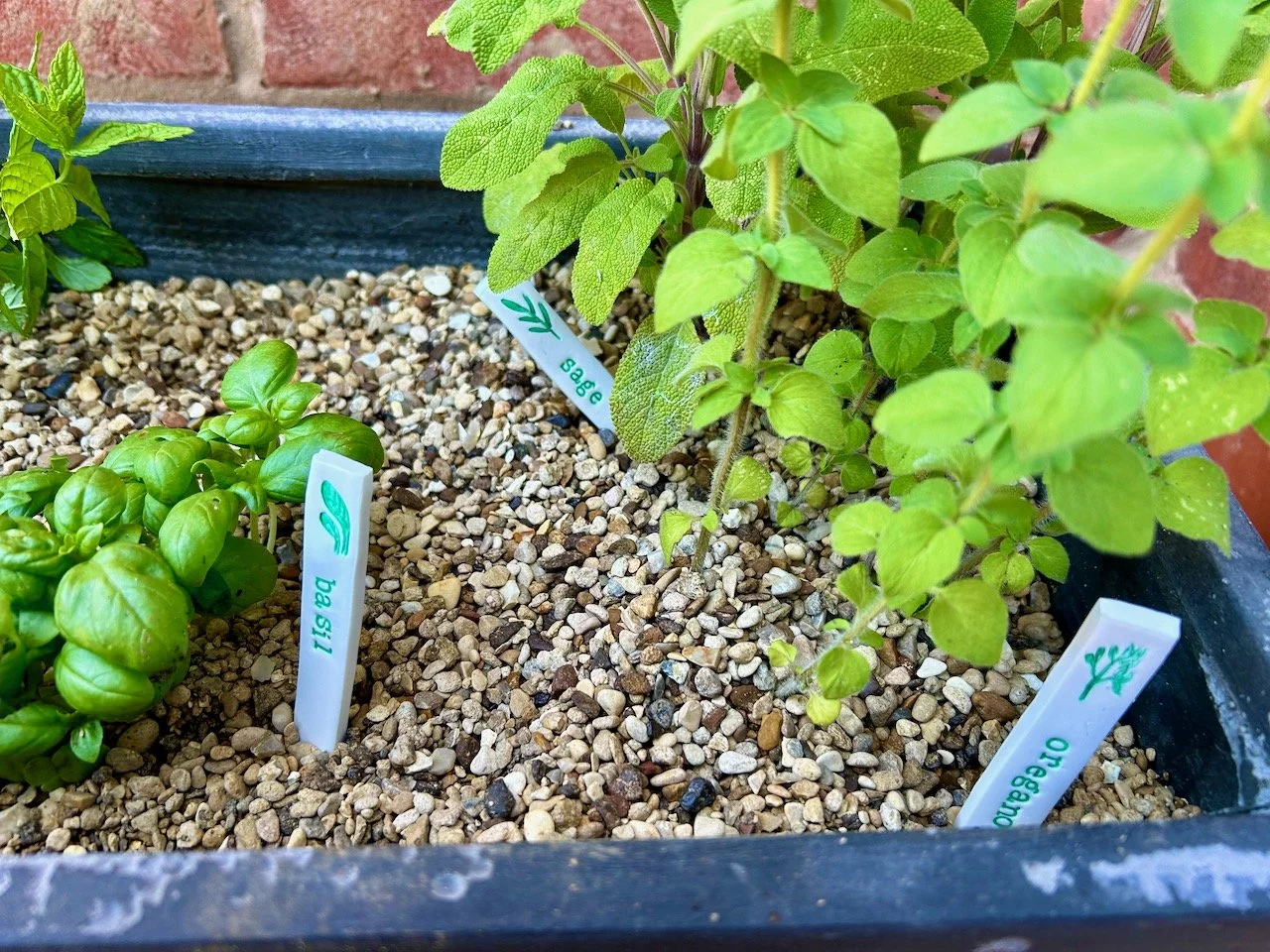The sage, basil and oregano plant labels and plants