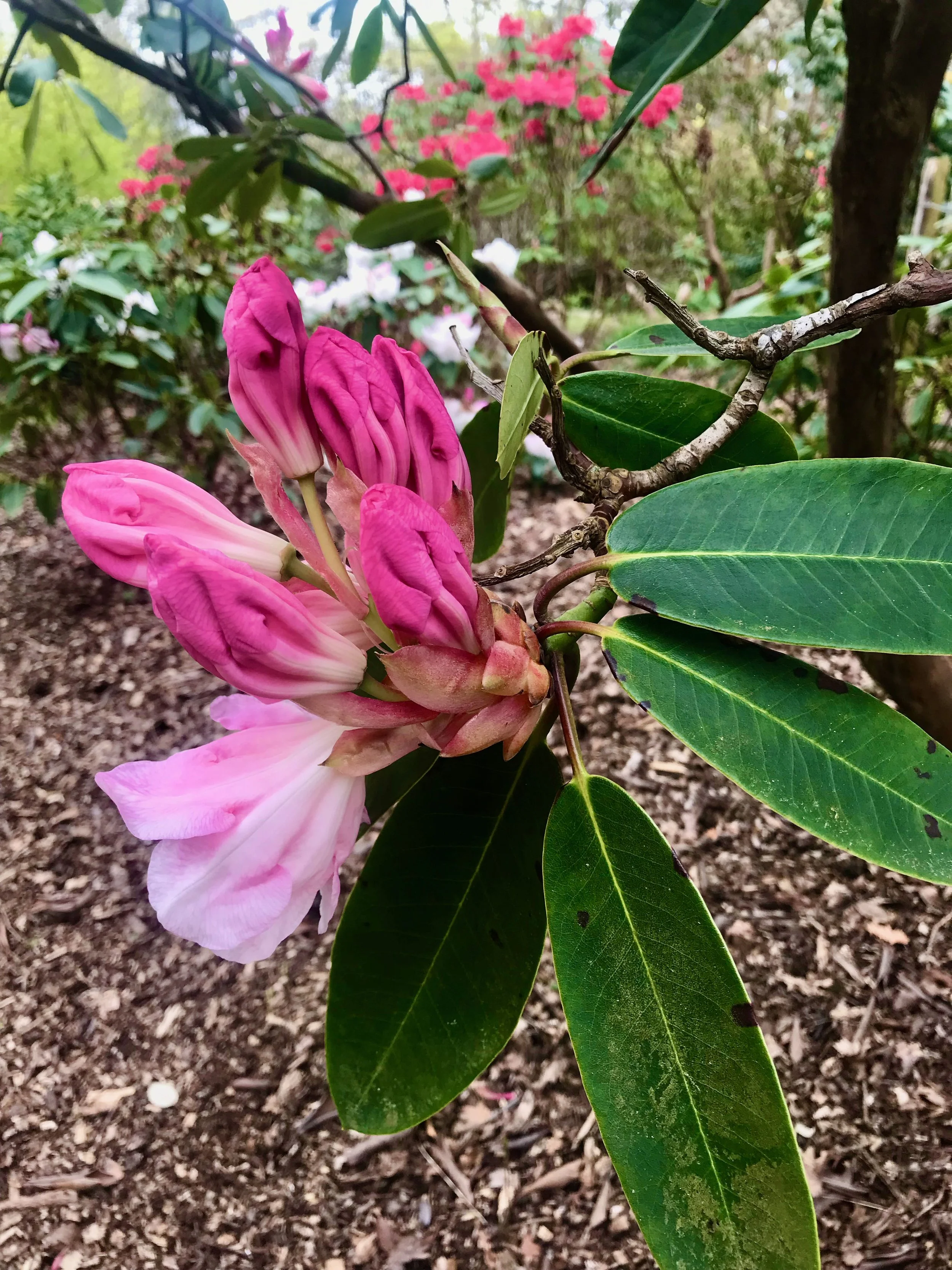 a 'head' of pink rhododendrons getting ready to bloom