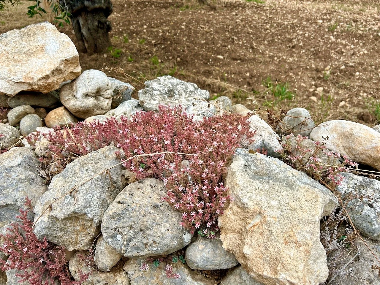 small flowering pink plants growing among the stone wall