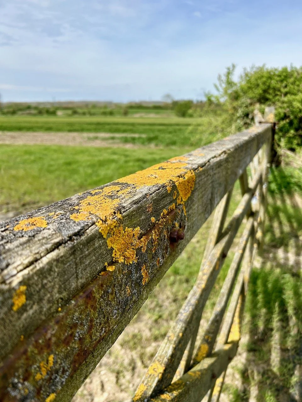 lichen on a wooden gate with the green field in the background