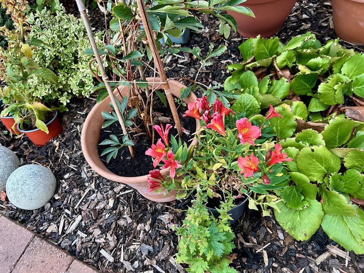 The alstromeria in flower before its wobble later in the month