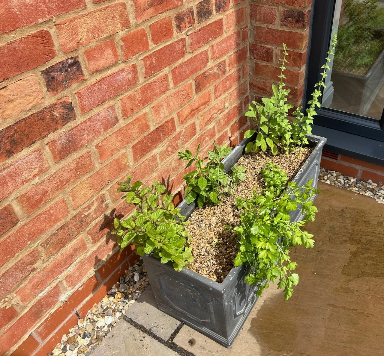 The grey oblong planter with the mint, parsley, basil, oregano & sage plants - topped with small gravel