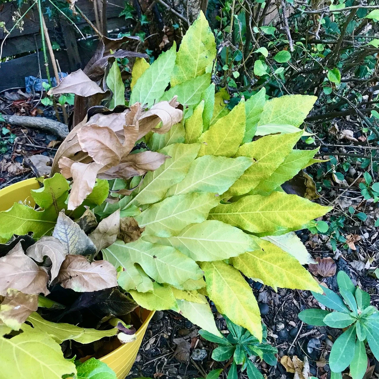 A yellow garden trug full of discarded fatsia leaves, most yellow - some brown already