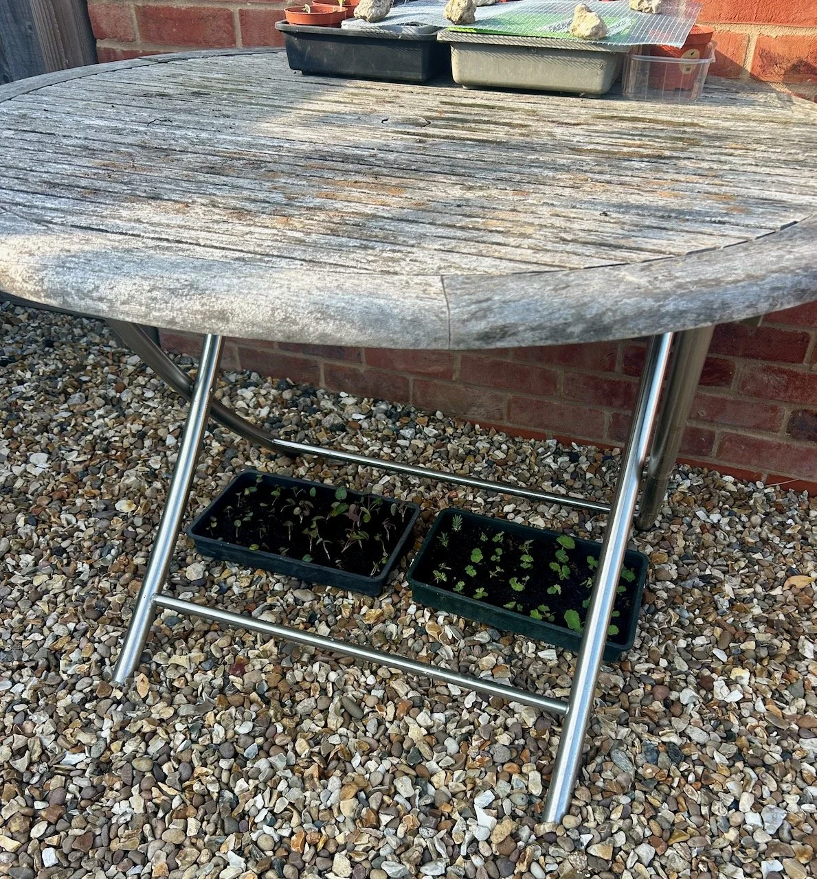 Transplanted plants taking shelter in the shade of the old wooden garden table