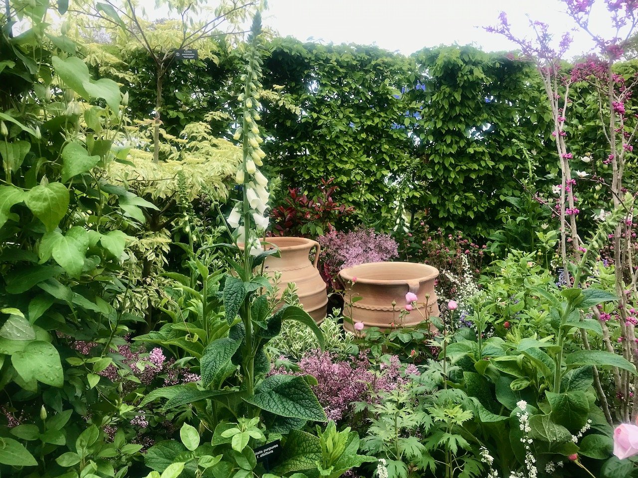 Looking through the foxgloves and roses towards the hornbeam hedge at the boundary to two large terracotta pots