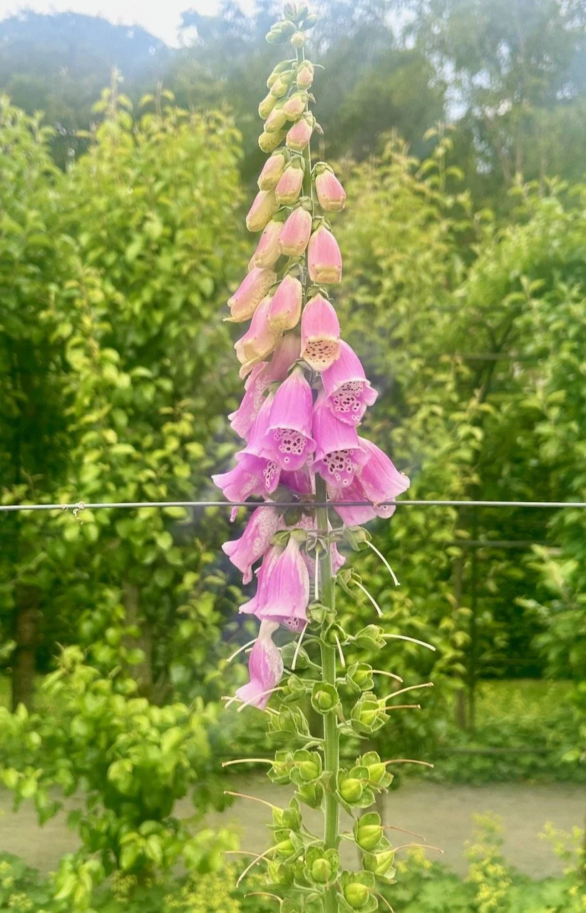 A pink flowering foxglove