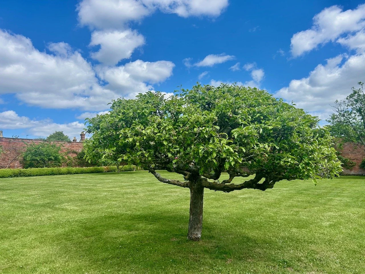 An apple tree on the lawn
