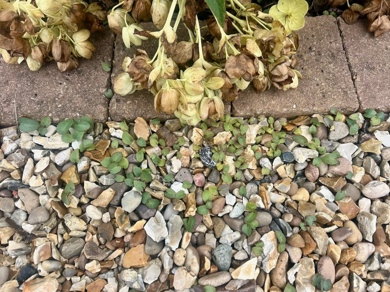 hellebore seedlings growing in the gravel