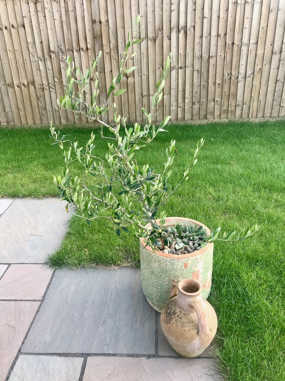 The olive tree in a pot continues to thrive, and enjoys having space all around it