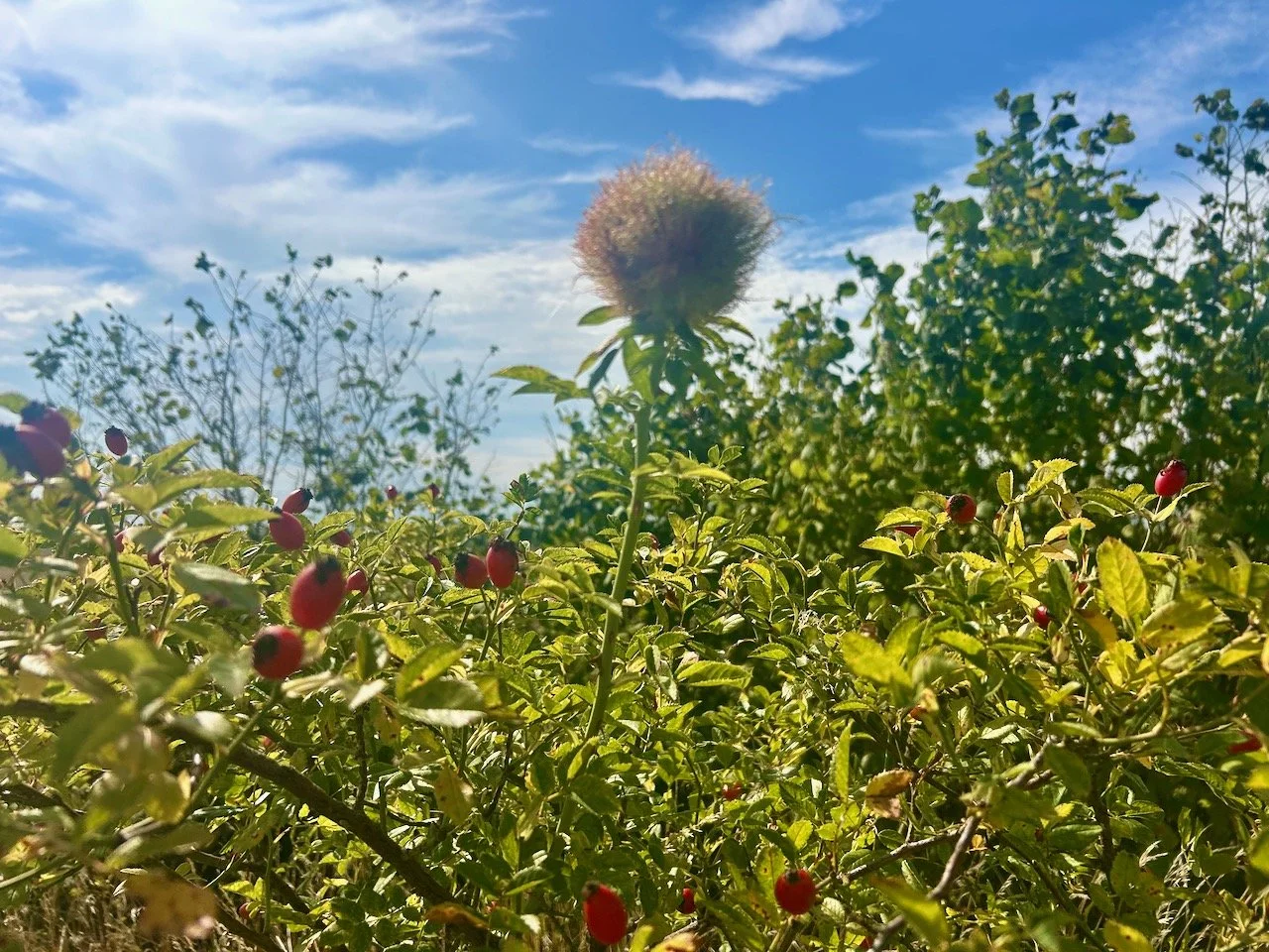 A rose with an unusually fluffy top