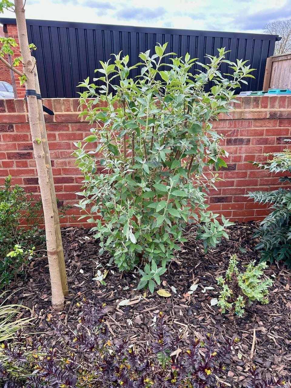 The buddleia bush in the outside border - now half the size it once was