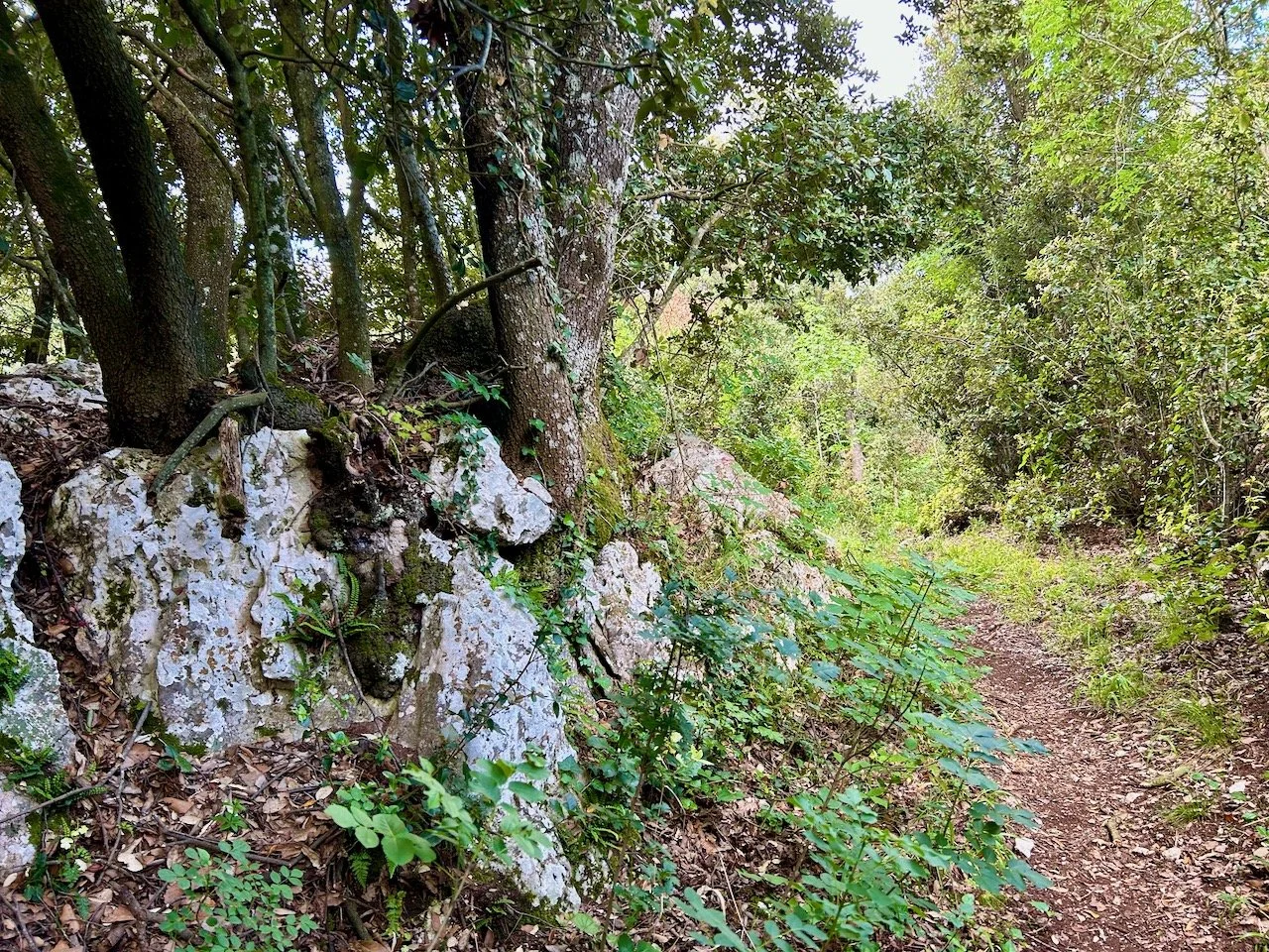 A narrow path bordered by a rocky woodland on the left