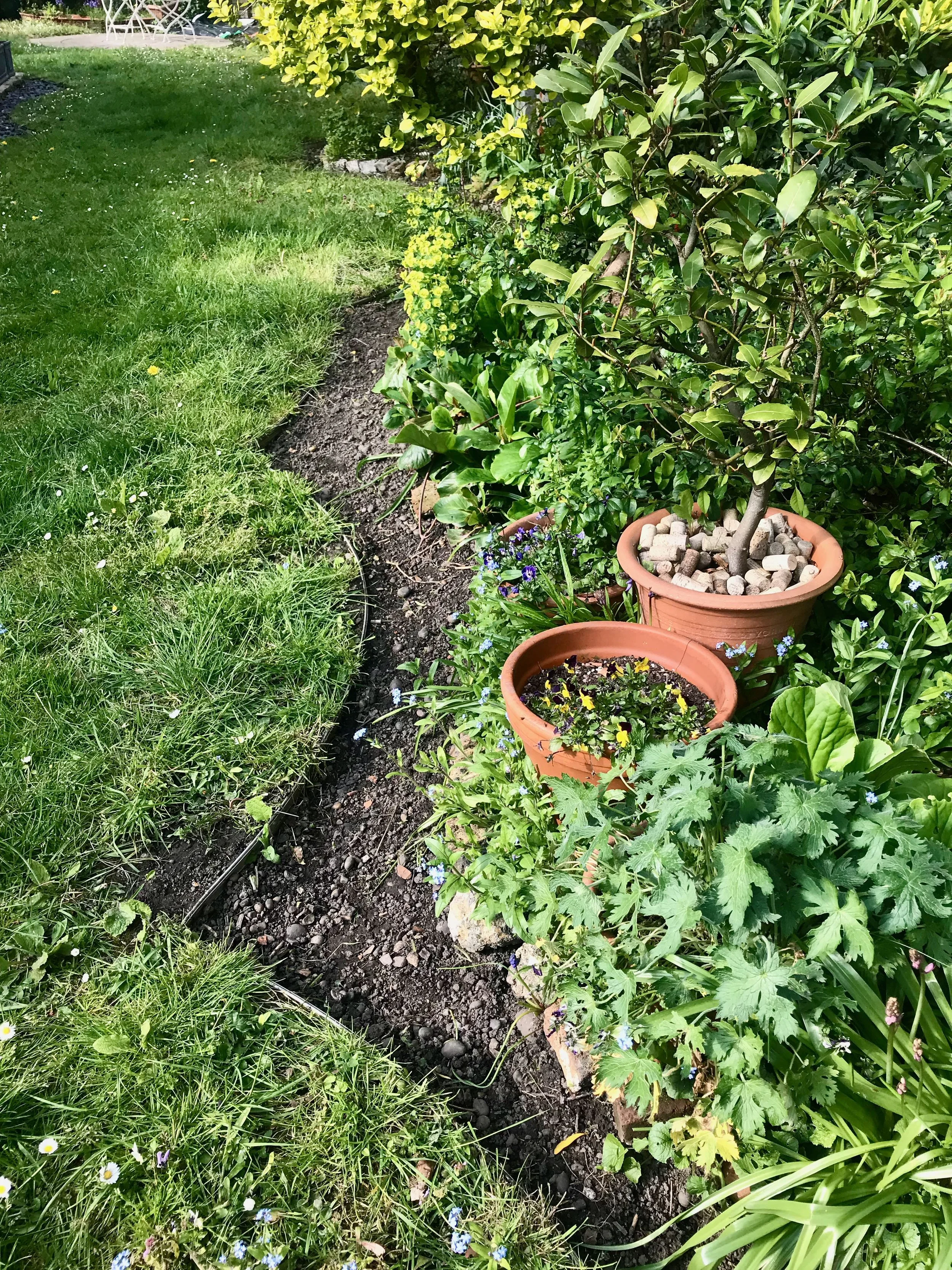 refinding the edges of our lawn after a huge weeding session