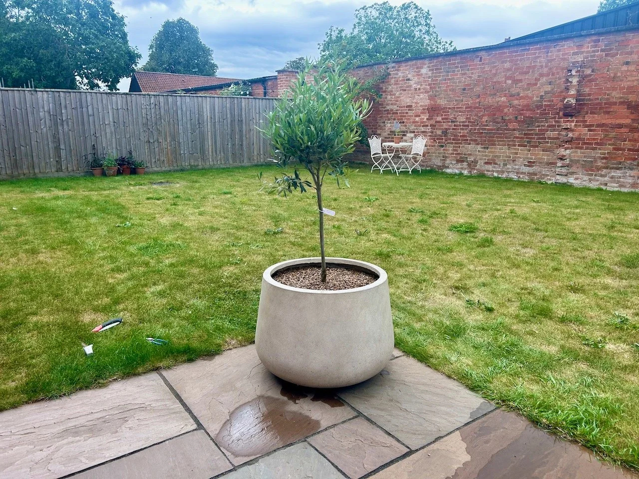 Looking back across the patio to the pot now complete with olive tree