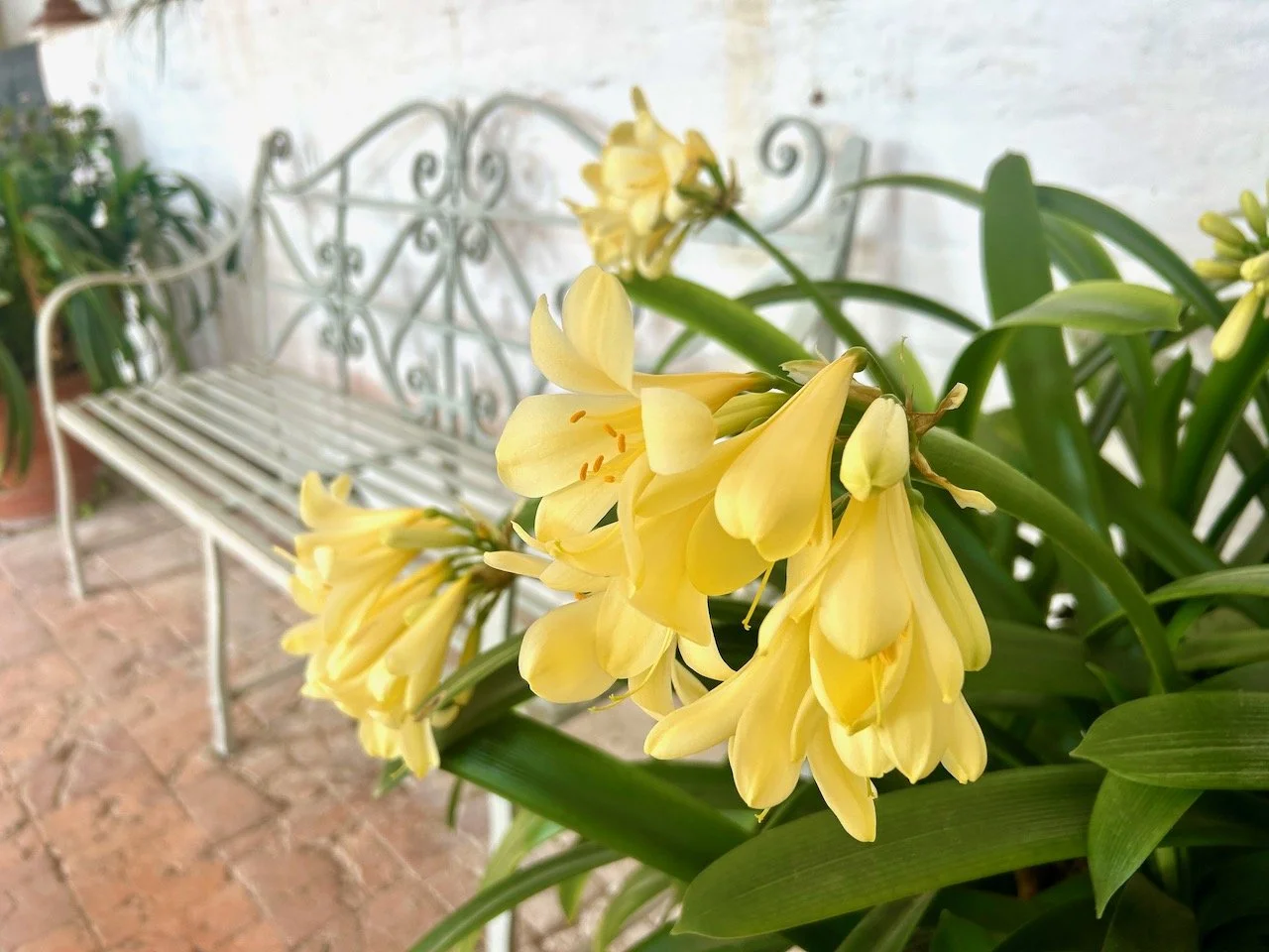 pale yellow flowers leaning towards a white metal bench