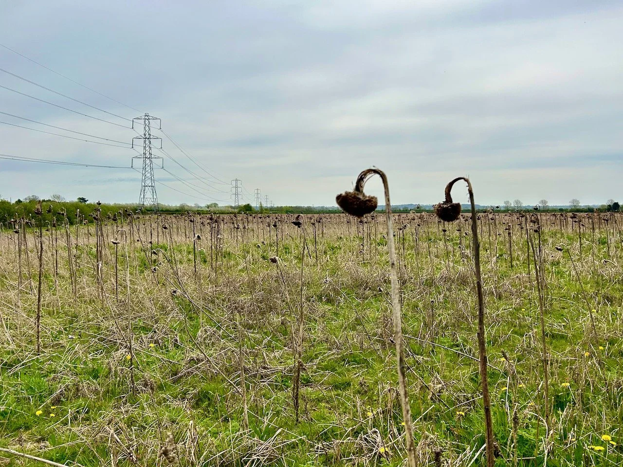 spent sunflower heads on the edge of one field, with the pylons still stretching into the distance