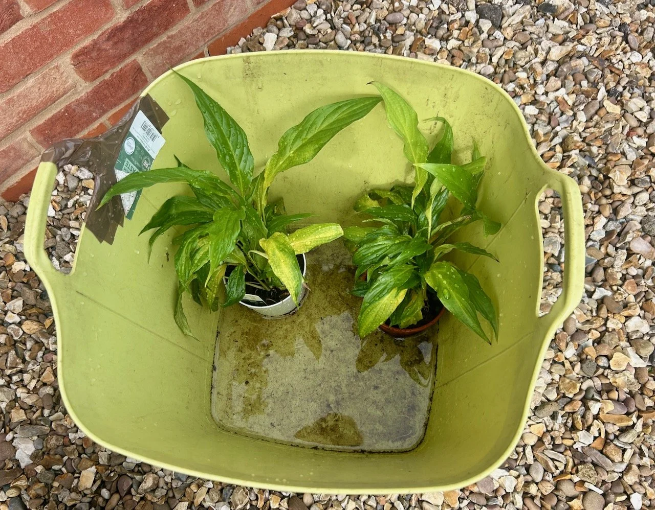 Now there's two peace lily houseplants (in a trug with water)