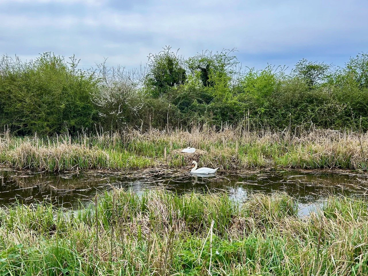 Two swans and their nest on the canal