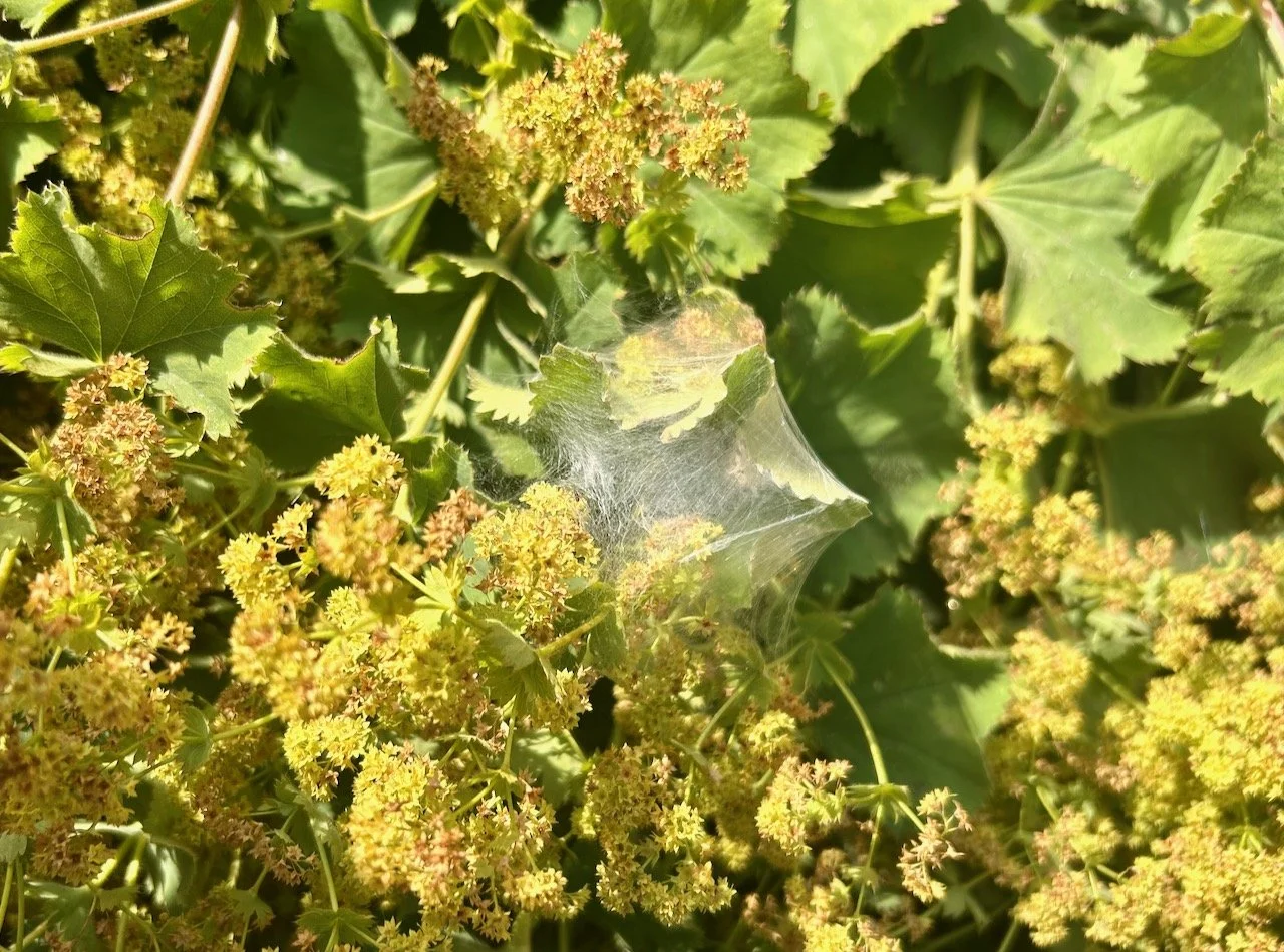 the fading flowers of the achillea complete with cobwebs