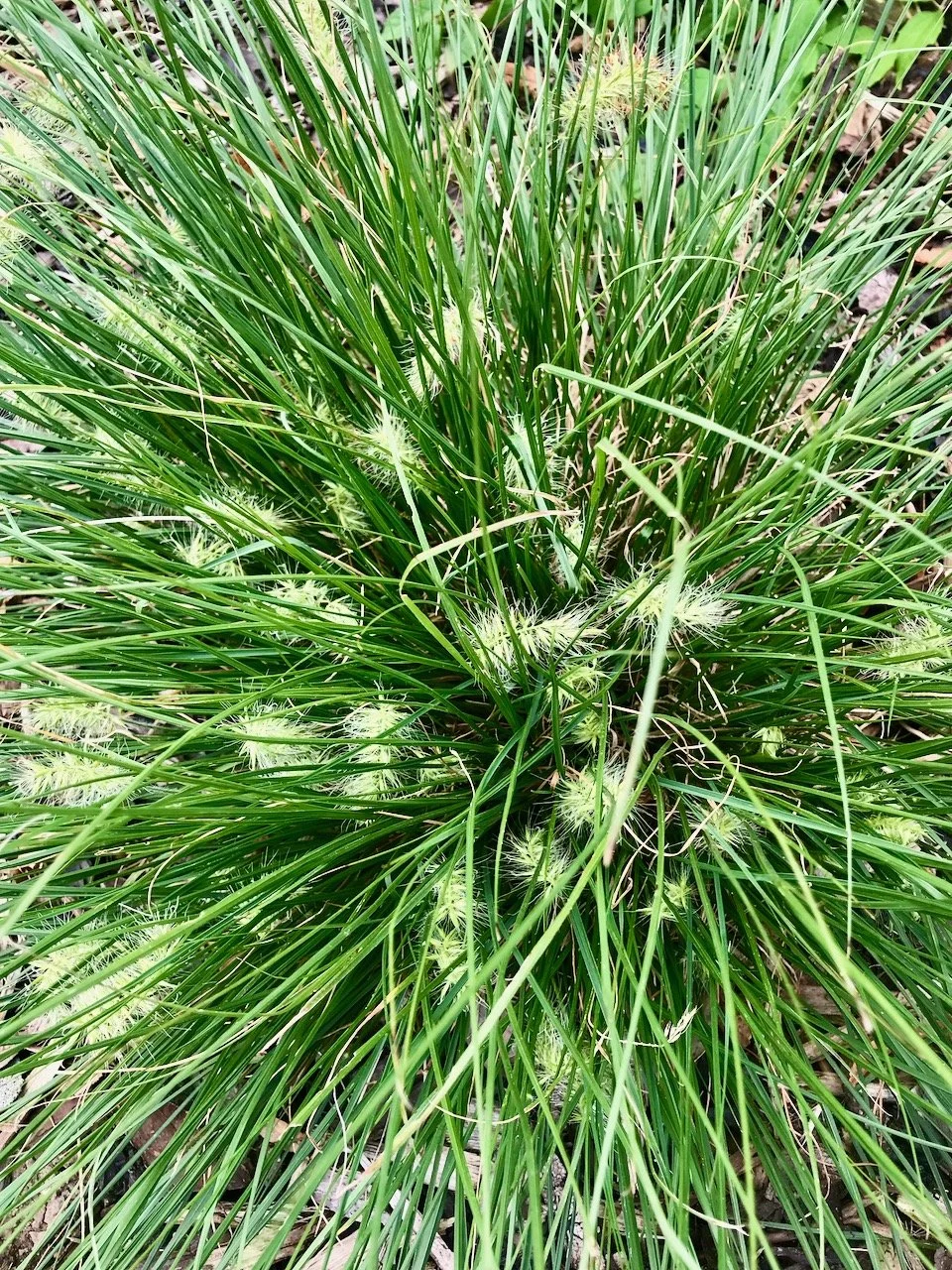 one of the more unusual grasses in the outside (the front wall) border, with fluffy-like 'flowers' in amongst the grass
