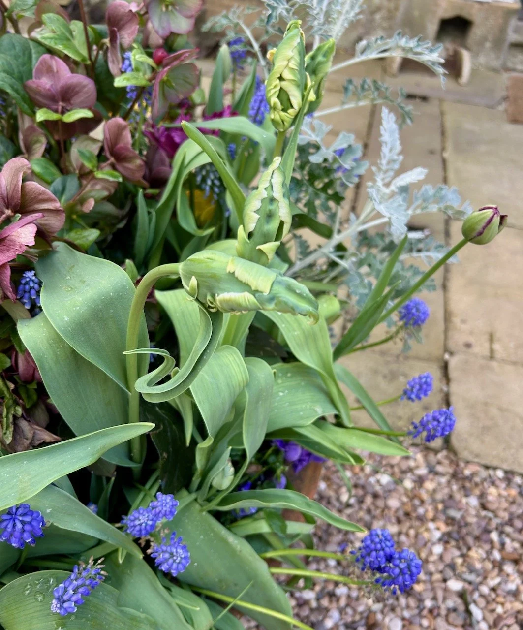 A closer look at the potted spring flowers