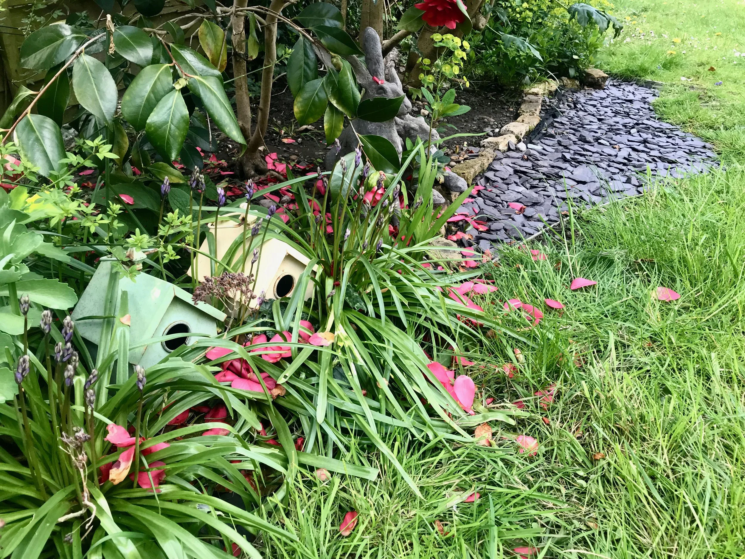 fallen camellia petals on the grass, and in the slate adding a touch of pink confetti to the garden