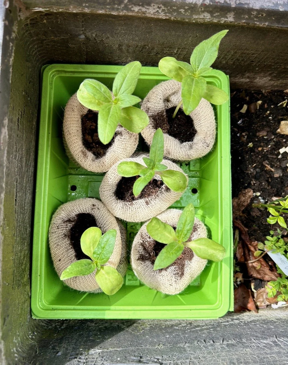 The five seedlings continue to grow outside - phew