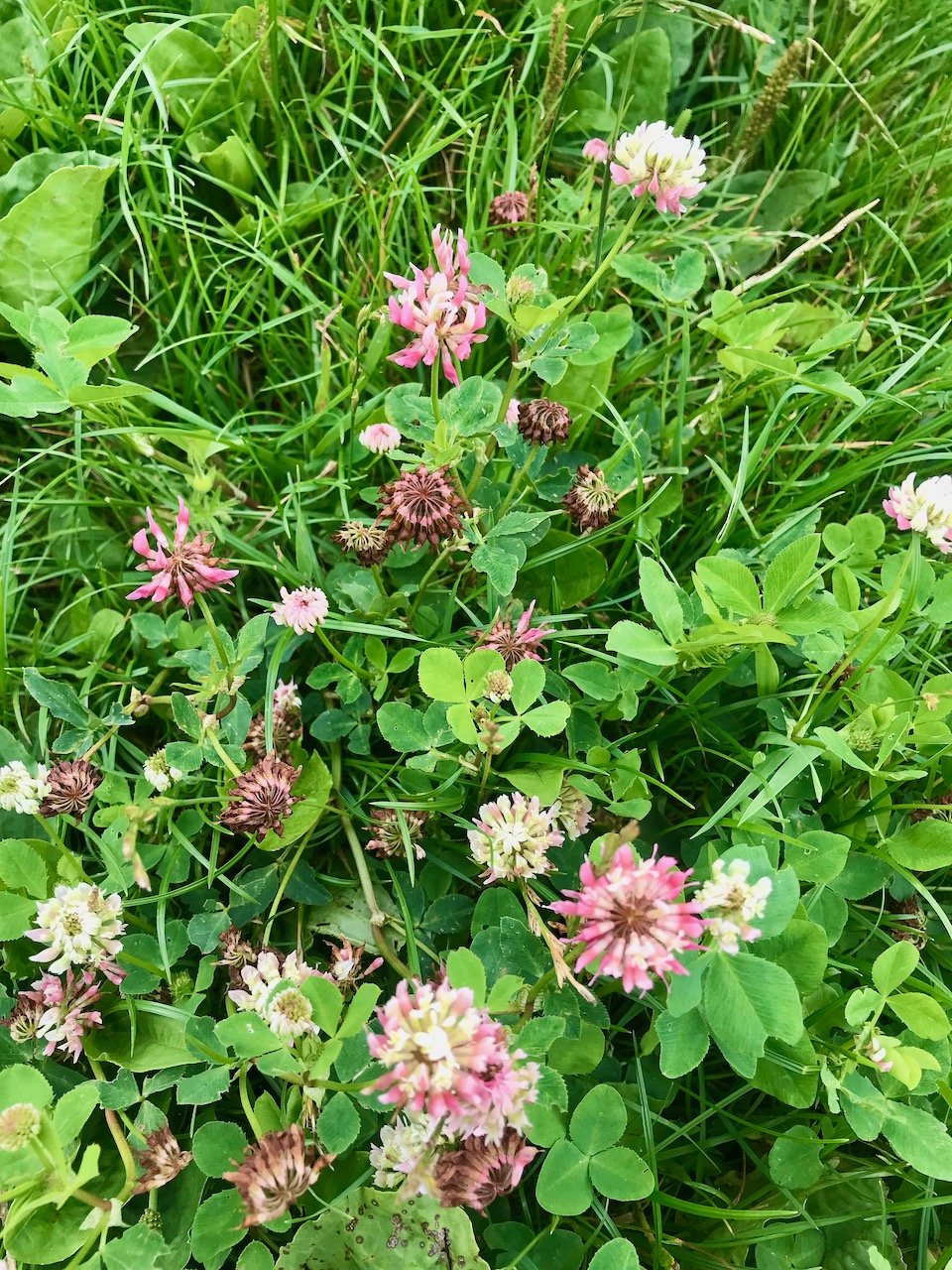 pink flowering clover in the grass of the path