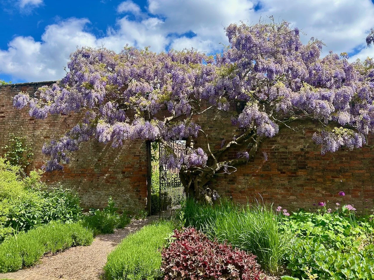 In flower wisteria covering the entrance to the walled garden