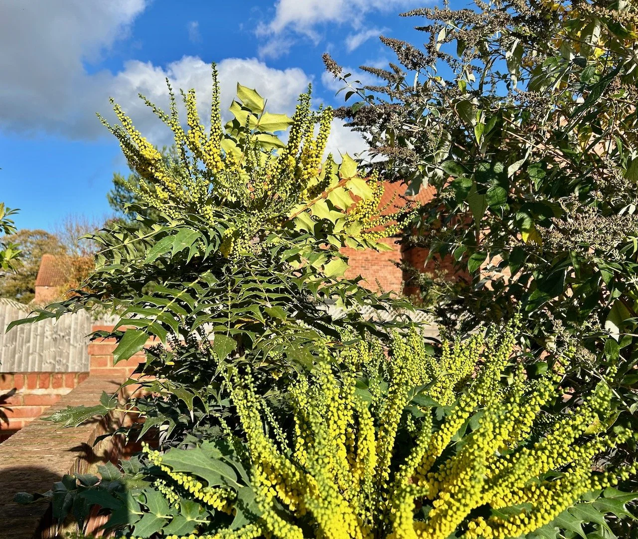 Another of the mahonias a few weeks later, much more yellow but also very blue skies