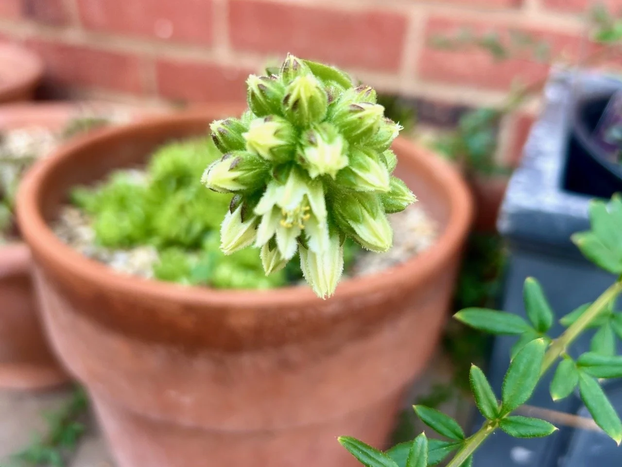 the succulent is flowering