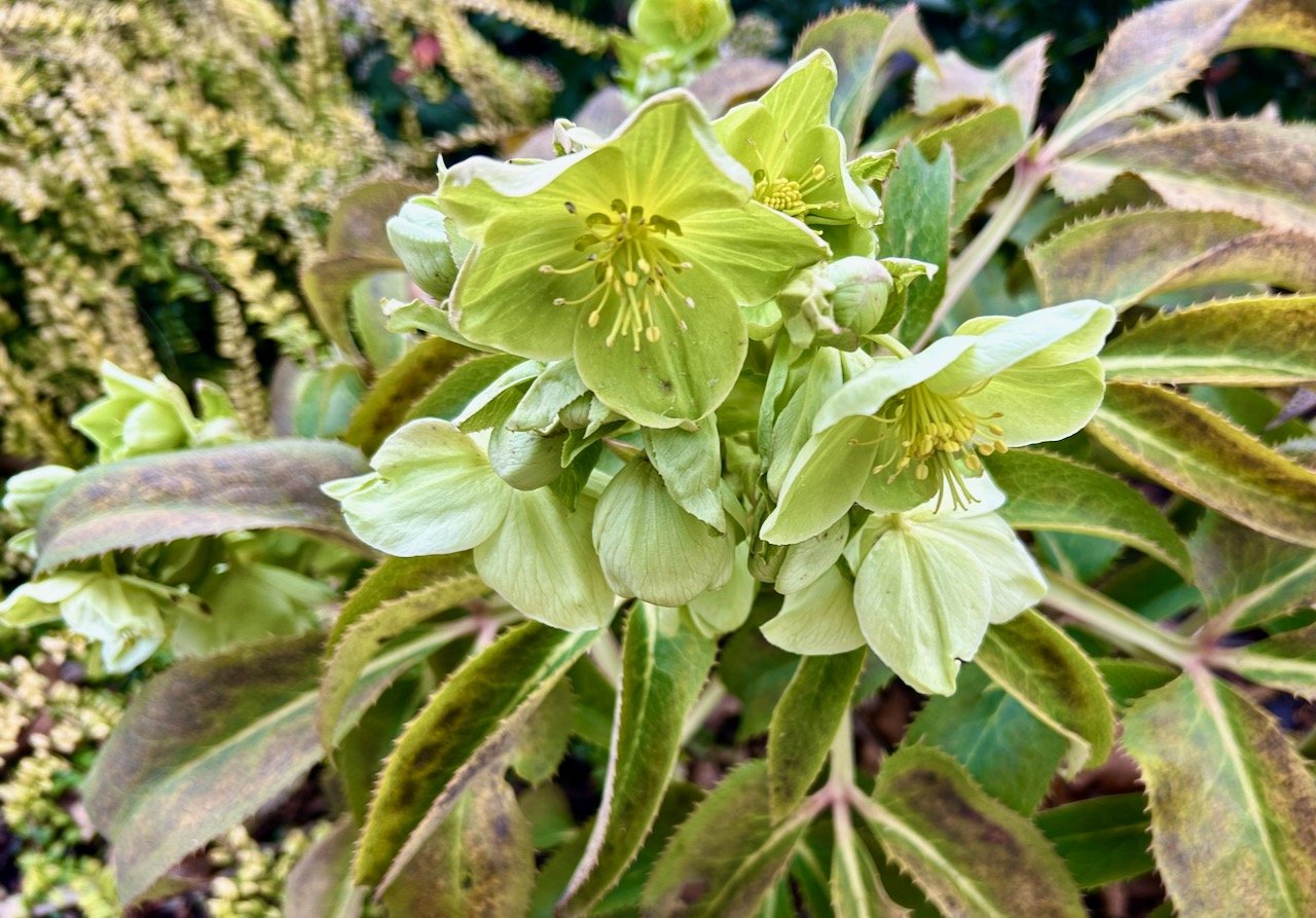 My garden in February