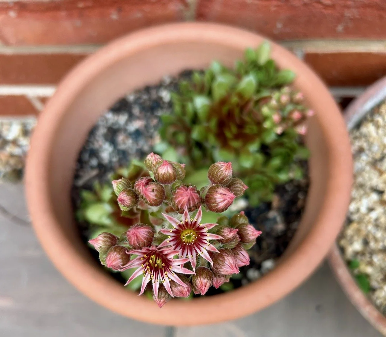 tiny pink flowers and more buds to follow on this succulent