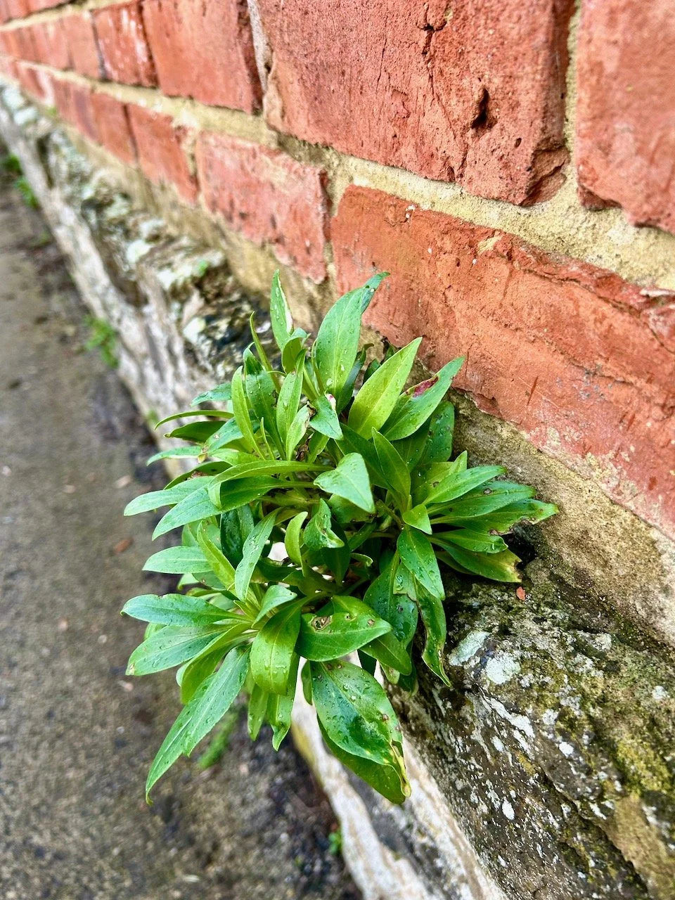 the start of this year's valerian growing out of a brick wall in Thorpe