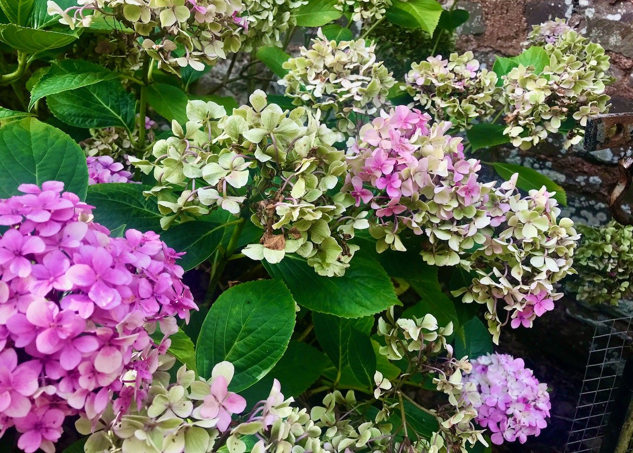 Pink and fading hydrangeas at Knightshayes NT