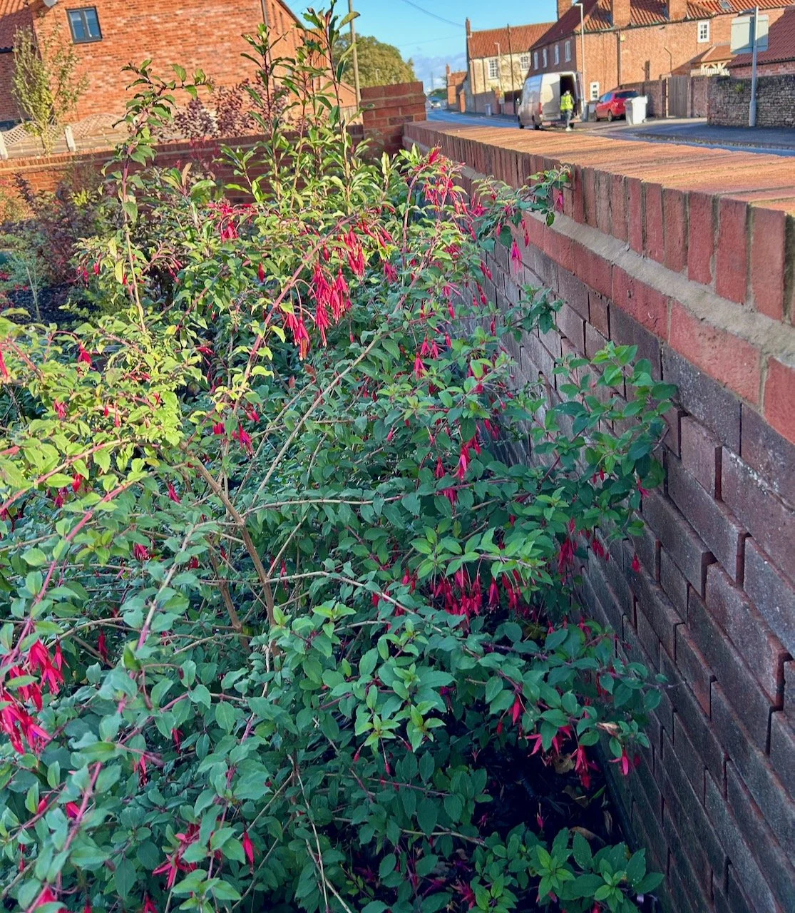 the hardy fuschia hugging the wall and retaining its cheery dancingflowers