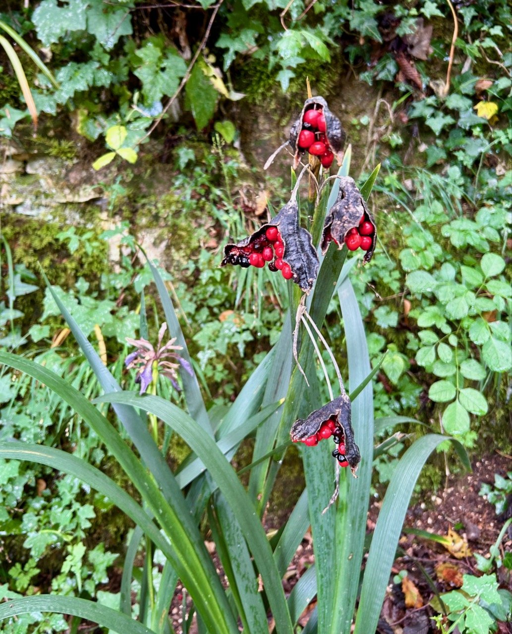 potentially a stinking iris plant with the red berries on show