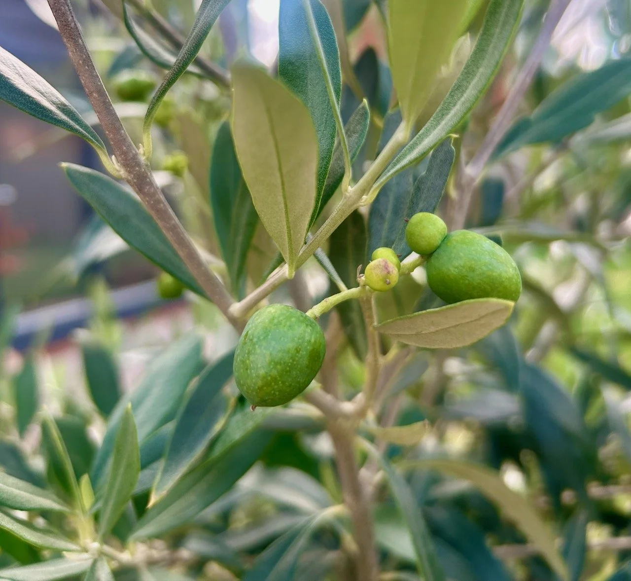 Olives developing on the olive tree
