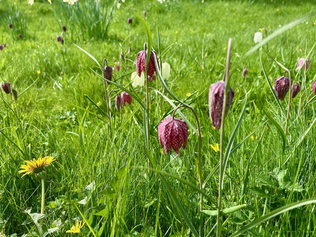 frittilaries and the odd dandelion in the grass