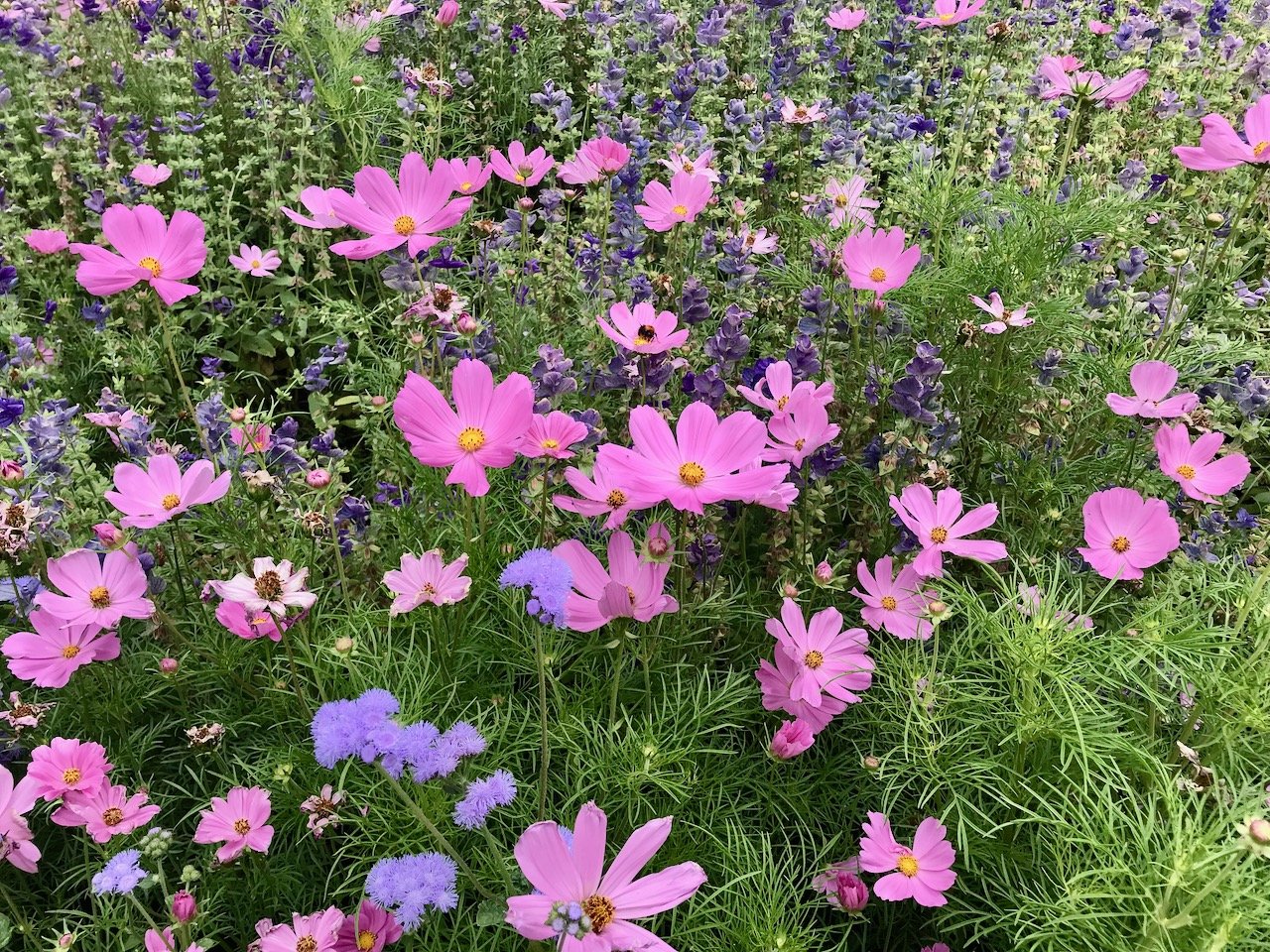A bed of pink cosmos