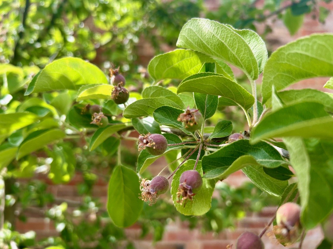 small crab apples